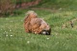 LHASSA APSO 284